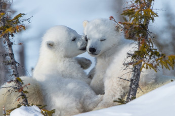 Картинка белый+полярный+медведь +медвежата животные медведи белый медвежата медвежонок полярный медведь хищники медвежьи млекопитающие снег мороз льды шерсть когти пасть клыки