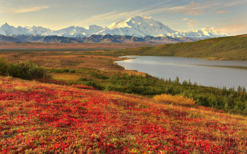 Картинка аляска природа реки озера вид пейзаж горы снег цветы долина красота