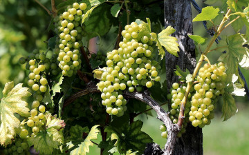 Картинка природа ягоды +виноград виноград зеленый