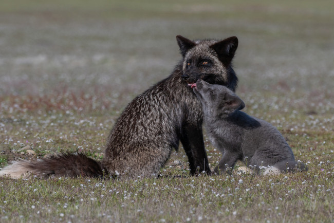 Обои картинки фото чернобурая лисица, животные, лисы, чернобурая, лисица, black, fox, чернобурка, псовые, лисицы, млекопитающие, мех, пушнина, чёрная, лиса, хищник