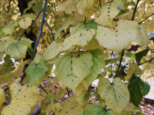 Картинка природа листья липа