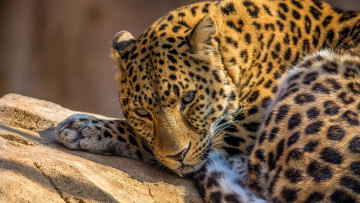 Картинка животные леопарды леопард камень