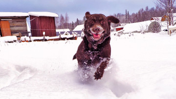 Картинка животные собаки собака снег дома