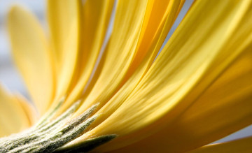 Картинка цветы герберы лепестки желтые