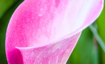 Картинка цветы каллы лепесток розовый листья