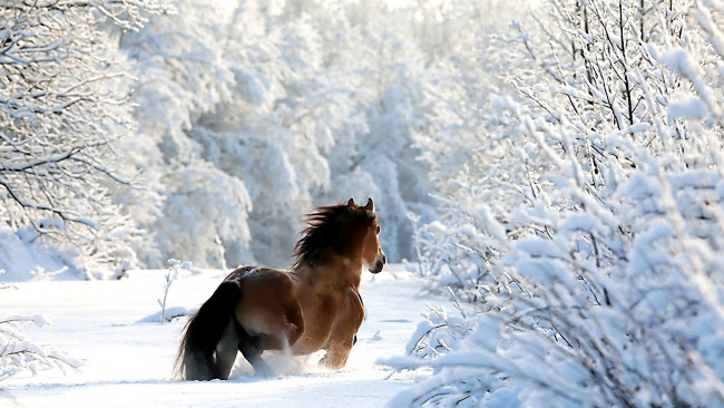Обои картинки фото животные, лошади, лошадь, лес, снег