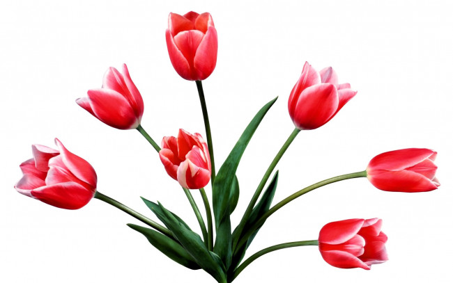 Обои картинки фото цветы, тюльпаны, красные