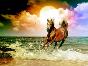 обоя рисованные, животные, лошади, море, конь, лошадь