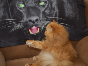 Картинка животные коты кот кошка пантера