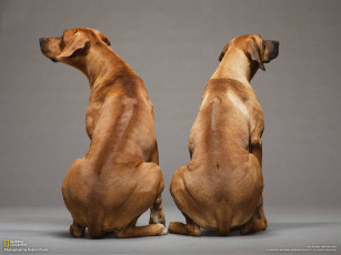 Картинка животные собаки собака фон