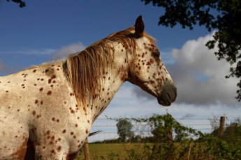 Картинка животные лошади конь лошадь аппалуза