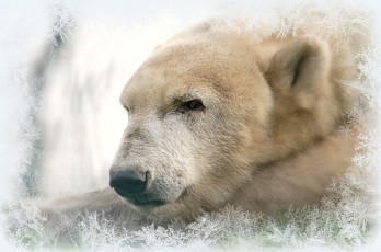 Картинка животные медведи снежинки белый голова