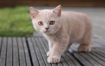 Картинка животные коты улица котенок светлый бежевый