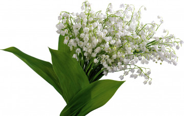 Картинка цветы ландыши весна белые