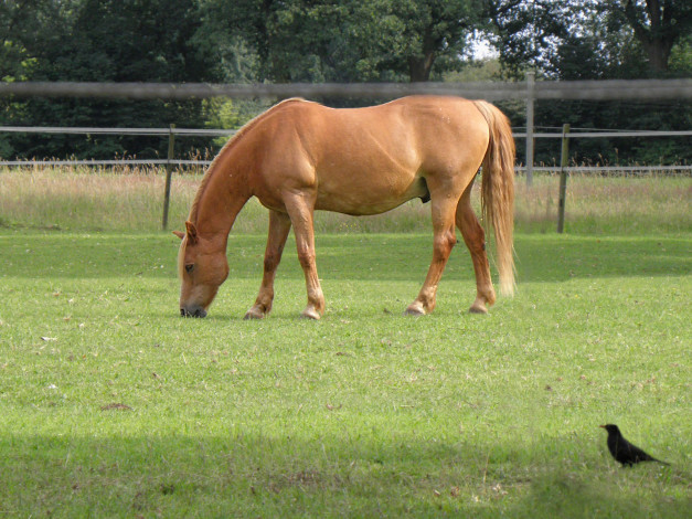 Обои картинки фото животные, лошади, трава, забор