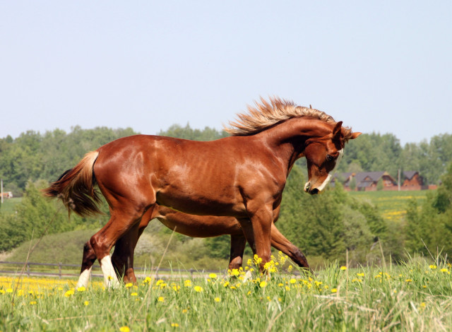Обои картинки фото животные, лошади, лошадь, конь, трава, цветы