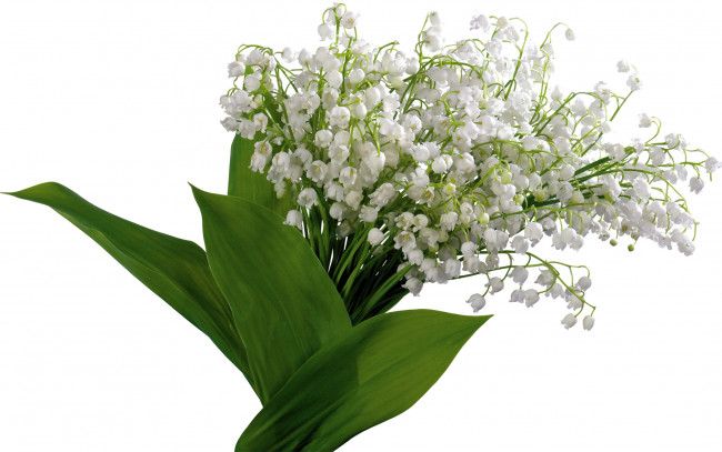 Обои картинки фото цветы, ландыши, весна, белые