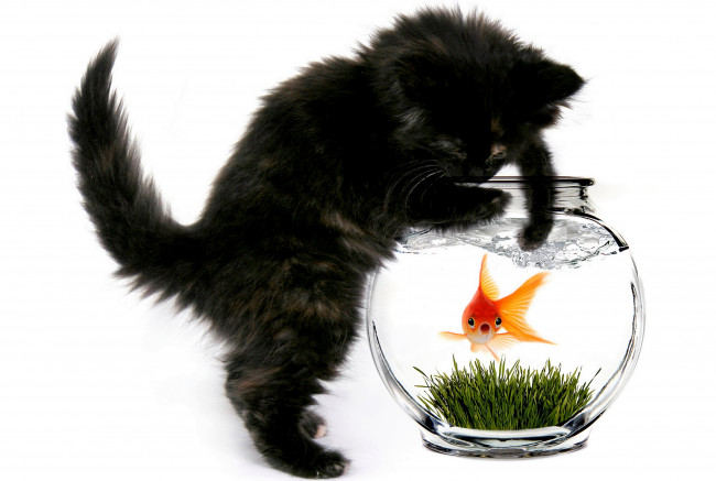 Обои картинки фото животные, разные, вместе, рыбка, золотая, котёнок, кошка, кот
