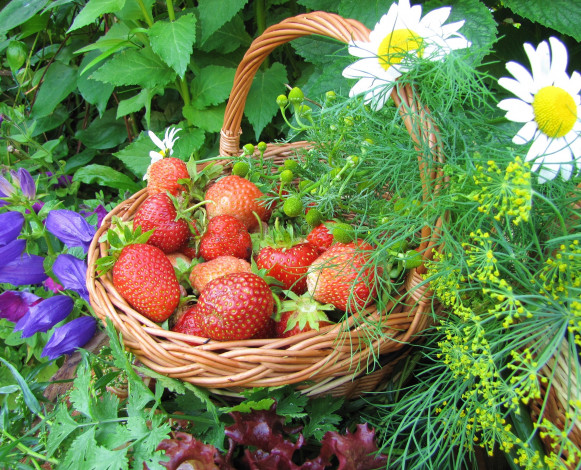 Обои картинки фото еда, клубника, земляника, корзинка, ягоды, цветы, ромашки