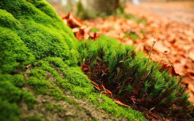 Обои картинки фото природа, макро, зелень, листья, трава, мох
