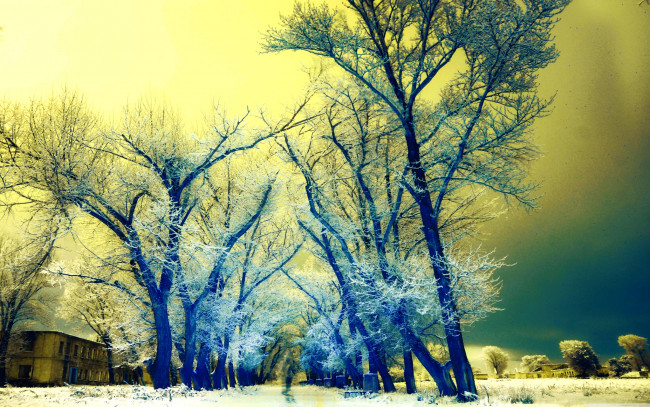 Обои картинки фото природа, зима, деревья, аллея, иней, кроны
