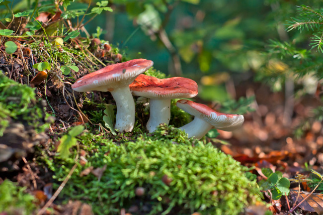 Обои картинки фото природа, грибы, сыроежки