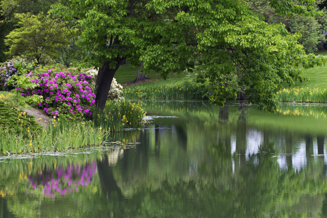 Обои картинки фото природа, парк, водоём, дерево, цветы