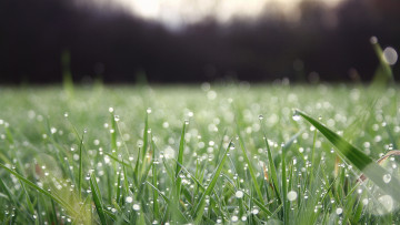 Картинка природа макро капли вода роса зелень свежесть трава