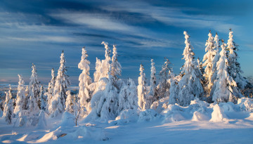 Картинка norway природа зима норвегия снег ели