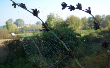 Картинка природа макро паутина утро роса капли веточки