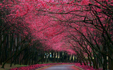Картинка природа парк аллея с цветущими деревьями