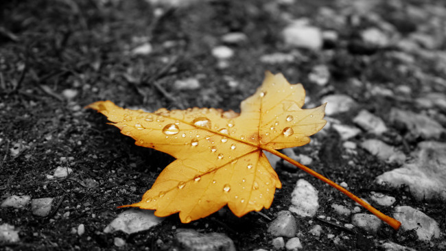 Обои картинки фото природа, макро, осень, лист, жёлтый, капельки, асфальт, дождь