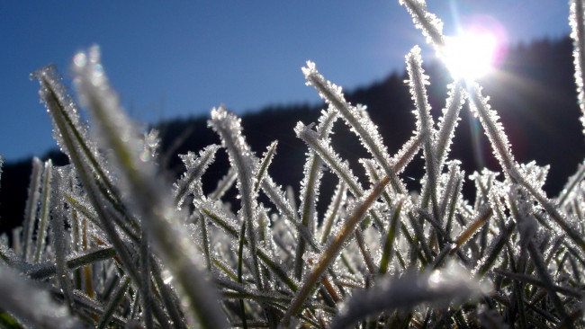 Обои картинки фото природа, макро, трава, лед