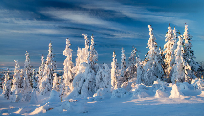 Обои картинки фото norway, природа, зима, норвегия, снег, ели