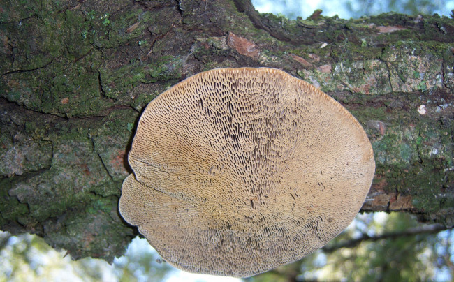 Обои картинки фото природа, грибы, гриб, ветка