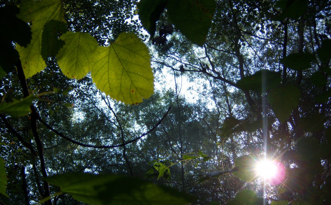 Обои картинки фото природа, листья, ветви, солнце, утро, лучи, деревья