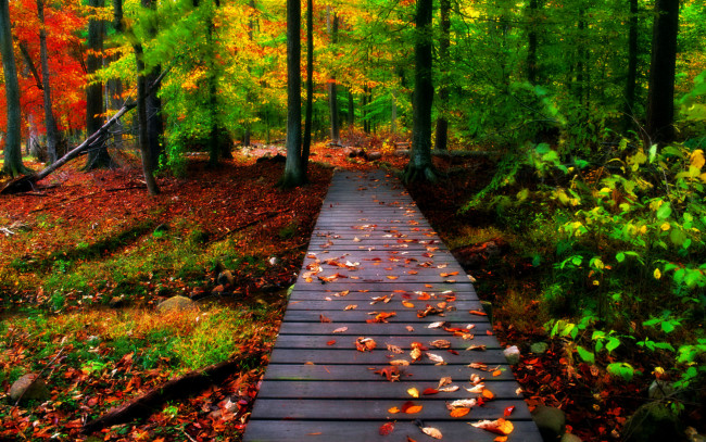 Обои картинки фото природа, дороги, осень, мостки, лес
