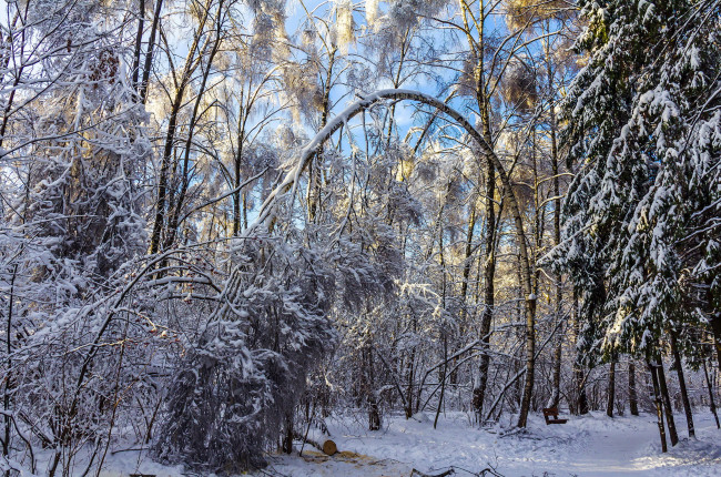 Обои картинки фото природа, зима, снег, лес, деревья