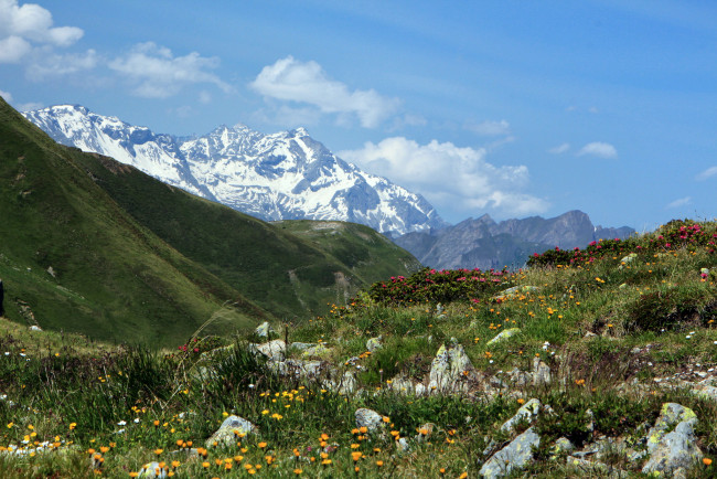 Обои картинки фото penser joch,  italy, природа, горы, италия, горный, перевал, пенсер-йох, italy, цветы, penser, joch