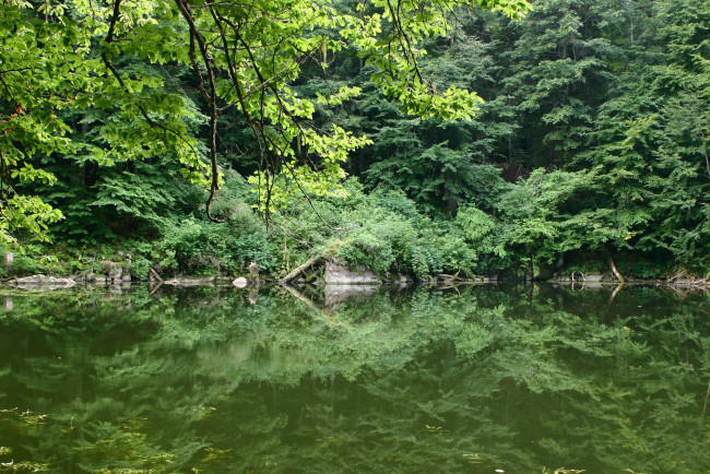 Обои картинки фото природа, реки, озера, река, деревья