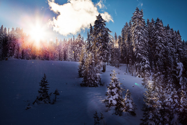 Обои картинки фото природа, зима, пригорок, снег, ели, солнце, сияние