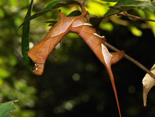 Картинка животные гусеницы itchydogimages макро лист гусеница веточка