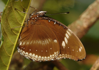 Картинка животные бабочки +мотыльки +моли крылья бабочка макро itchydogimages