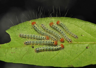 Картинка животные гусеницы itchydogimages макро насекомое лист