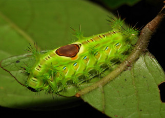 Картинка животные гусеницы макро гусеница itchydogimages лист насекомое необычная