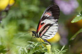 Картинка животные бабочки +мотыльки +моли bob decker макро бабочка фон крылья усики насекомое листья