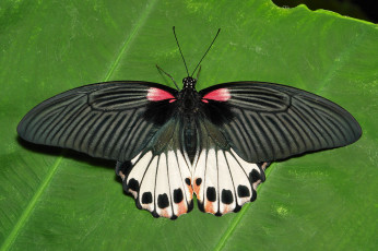 Картинка животные бабочки +мотыльки +моли крылья itchydogimages макро бабочка