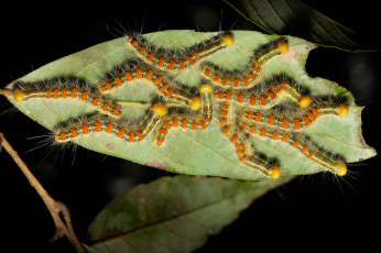 Картинка животные гусеницы itchydogimages лист макро