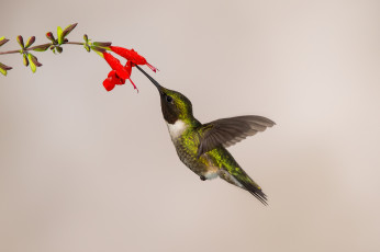 Картинка животные колибри птица цветок фон