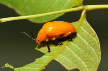 Картинка животные насекомые itchydogimages лист жёлтый жук макро